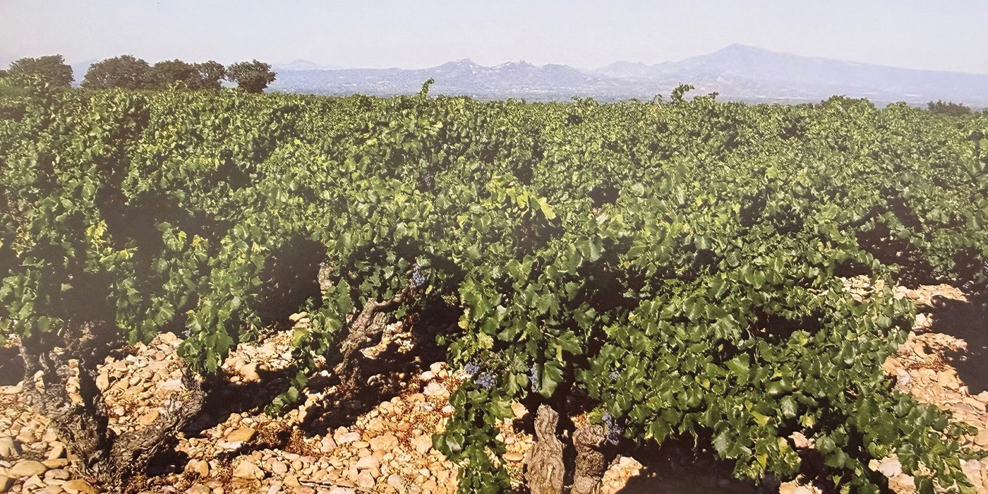 Le vignoble