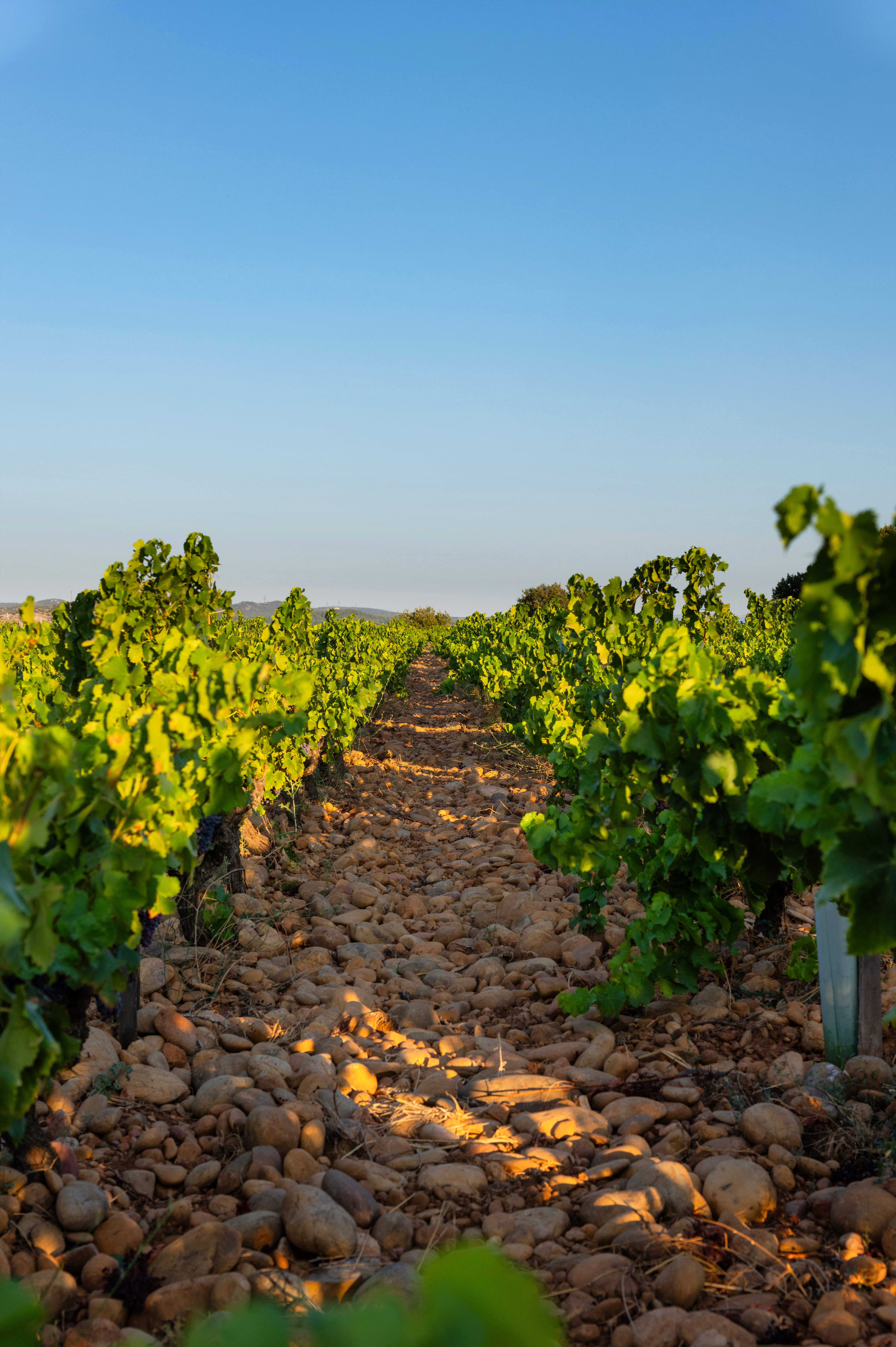 Les terroirs Les terroirs