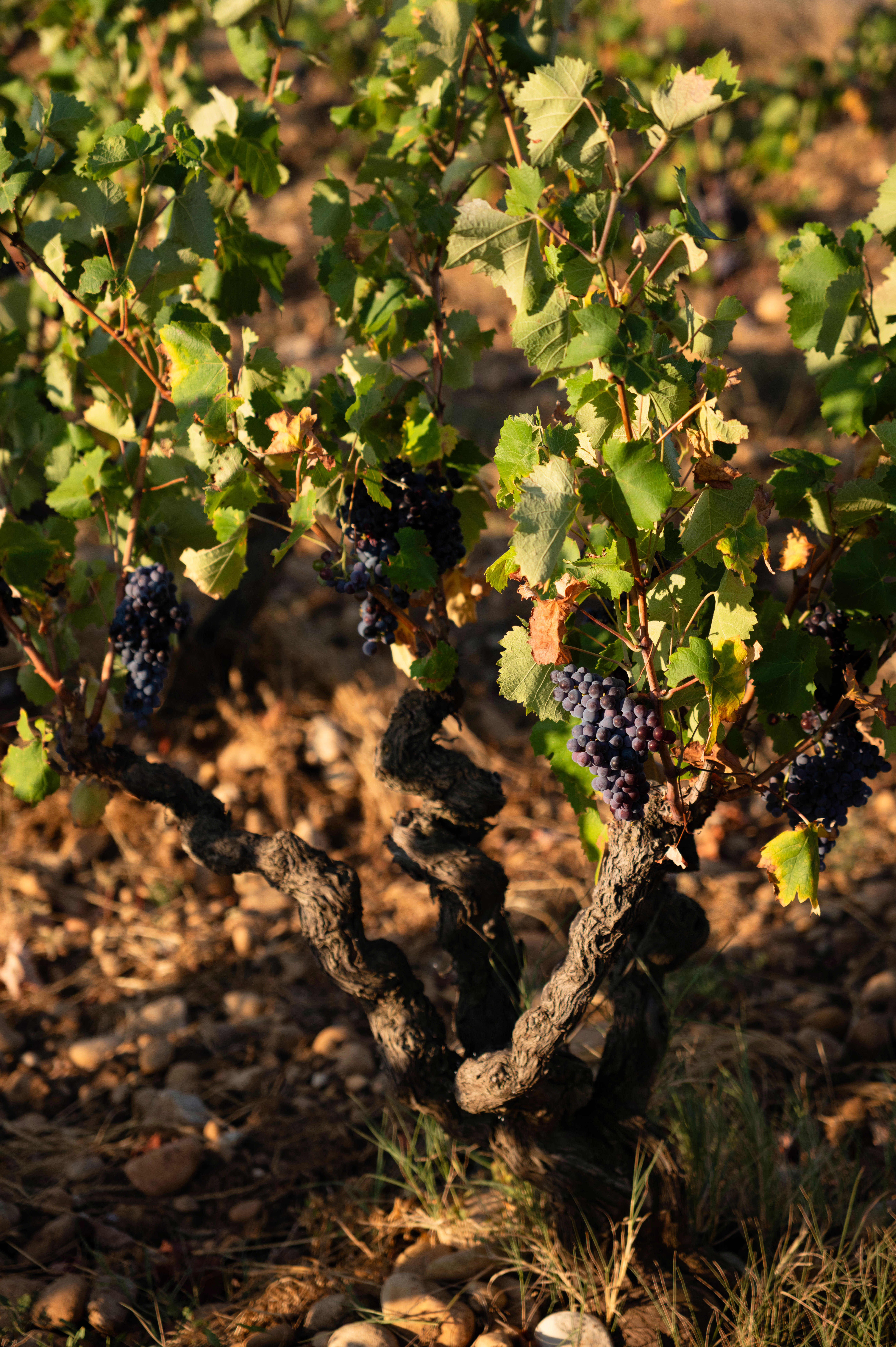Les terroirs Les terroirs